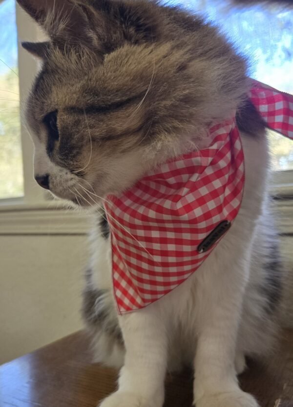 Petsbandana Scottish